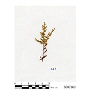 藏品(絨蘚)的圖片